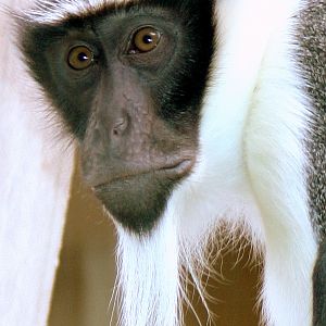 Roloway monkey; Heidelberg; 3rd September 2010