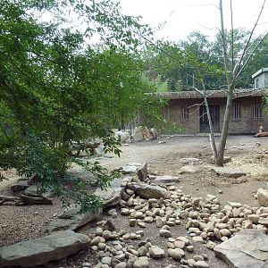 Red River Hog Exhibit