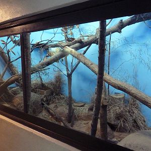 Predators Building - Black-Footed Cat Exhibit