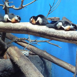 Predators Building - Red Panda + Prevost's Squirrels