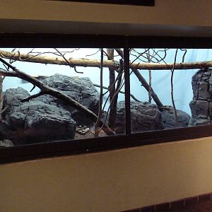 Predators Building - Bobcat Exhibit