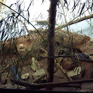 Predators Building - Arabian Wild Cat Exhibit