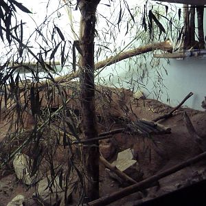 Predators Building - Arabian Wild Cat Exhibit