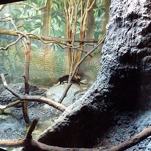 Predators Building - Tayra Exhibit