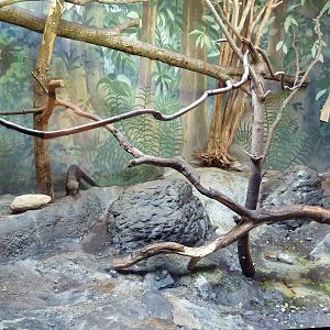 Predators Building - Tayra Exhibit
