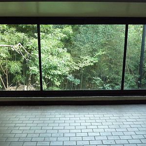 Predators Building - Cinereous Vulture Exhibit