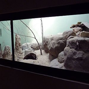 Predators Building - Meerkat Exhibit