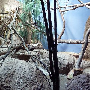 Predators Building - Pallas' Cat Exhibit