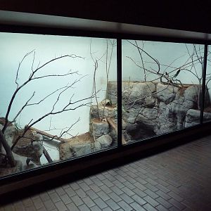 Predators Building - Bobcat Exhibit