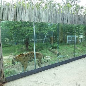 Predators Building - Indochinese Tiger Exhibit
