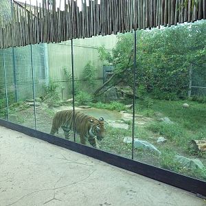 Predators Building - Indochinese Tiger Exhibit
