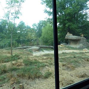 Predators Building - Lion Exhibit