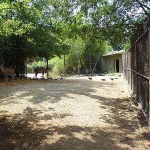 Greater Kudu Exhibit