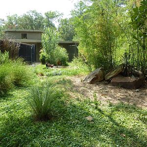 African Crowned Crane Exhibit