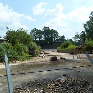 Giraffe/Ostrich Exhibit