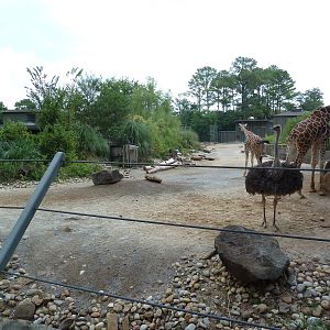 Giraffe/Ostrich Exhibit