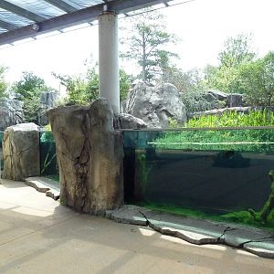 Alligator Snapping Turtle/Fish Exhibit