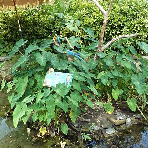 Blue + Gold Macaw/Turtle Exhibit