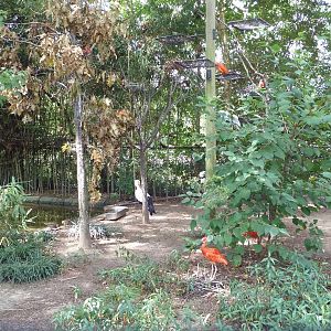 Roseate Spoonbill/White Stork/Scarlet Ibis Exhibit