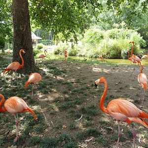 Caribbean Flamingo Exhibit