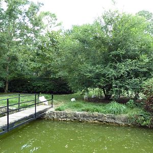 White Pelican/Crested Screamer Exhibit