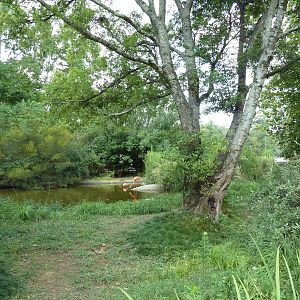 Caribbean Flamingo Exhibit