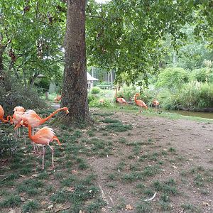 Caribbean Flamingo Exhibit