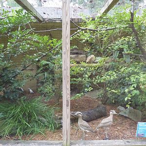Peruvian Thick-Knee Exhibit