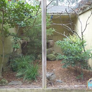 Magpie Robin Exhibit