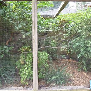 Jambu Fruit Dove Exhibit