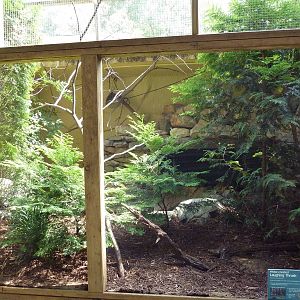 White-Crested Laughing Thrush Exhibit