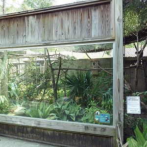 Silvery-Cheeked Hornbill Exhibit