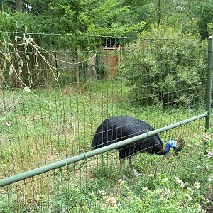 Cassowary Exhibit
