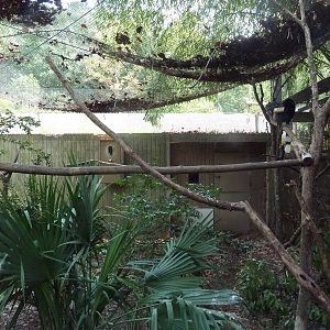 Silvery-Cheeked Hornbill Exhibit