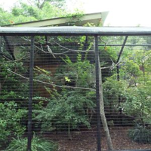 Red-Billed Hornbill Exhibit