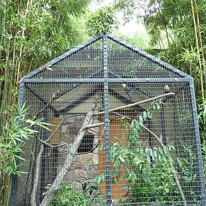Blue-Bellied Roller Exhibit