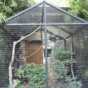 Tawny Frogmouth Exhibit