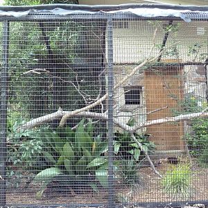 Elegant Crested Tinamou Exhibit