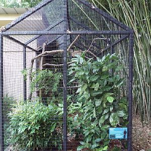 Lady Ross's Turaco Exhibit