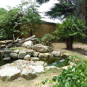Aldabra/Yellow-Foot/Radiated Tortoise Exhibit
