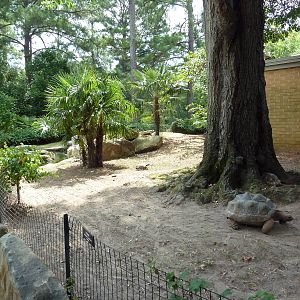 Aldabra/Yellow-Foot/Radiated Tortoise Exhibit