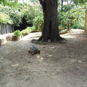 Aldabra/Yellow-Foot/Radiated Tortoise Exhibit