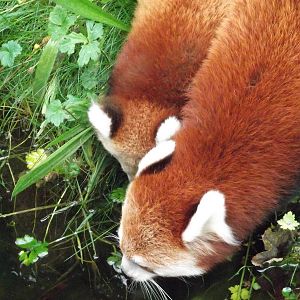 Red Panda Cub...