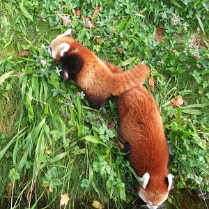 Red Panda Cub...