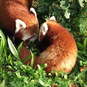 Red Panda Cub...