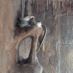 Reptile House - Ridley's Cave Dwelling Snake