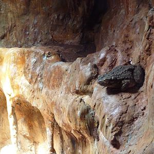 Reptile House - Giant Asian Toad
