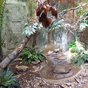 Reptile House - Leaf-Nosed Ratsnake Exhibit