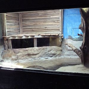 Reptile House - Green Anaconda Exhibit