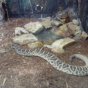Reptile House - Diamondback Rattlesnake